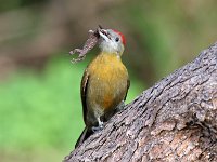 olyfspeg met geitjie  Gryskopspeg - Olive Woodpecker